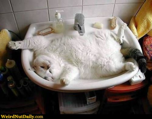 なぜそこに！？と思う猫画像