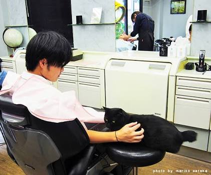 なぜそこに！？と思う猫画像