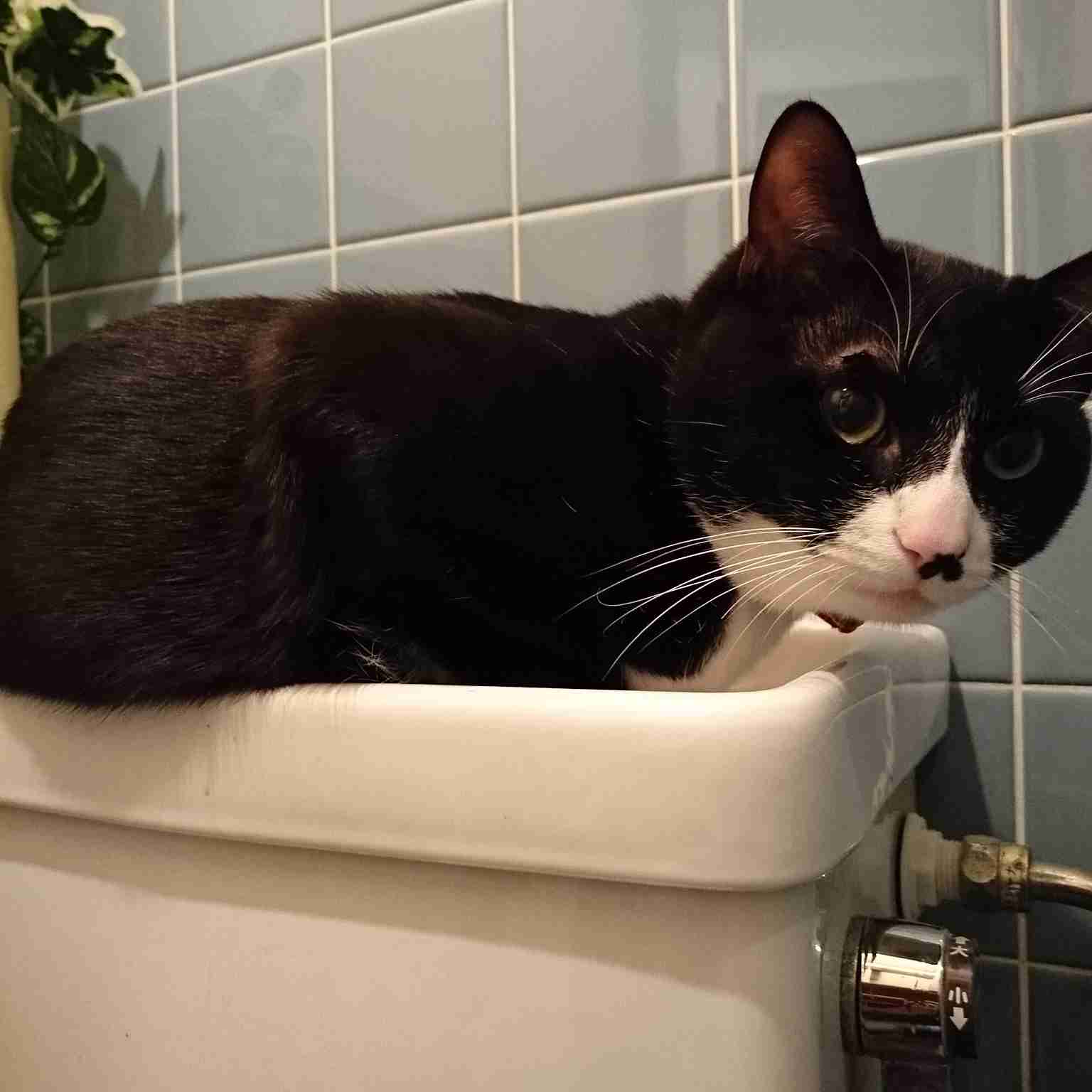 なぜそこに！？と思う猫画像