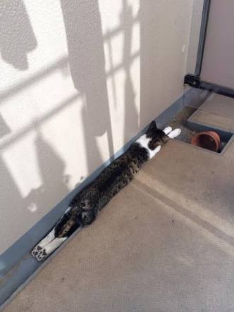 なぜそこに！？と思う猫画像