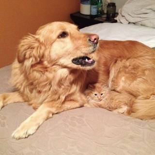 なぜそこに！？と思う猫画像