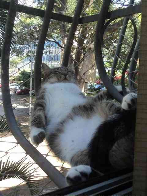 なぜそこに！？と思う猫画像