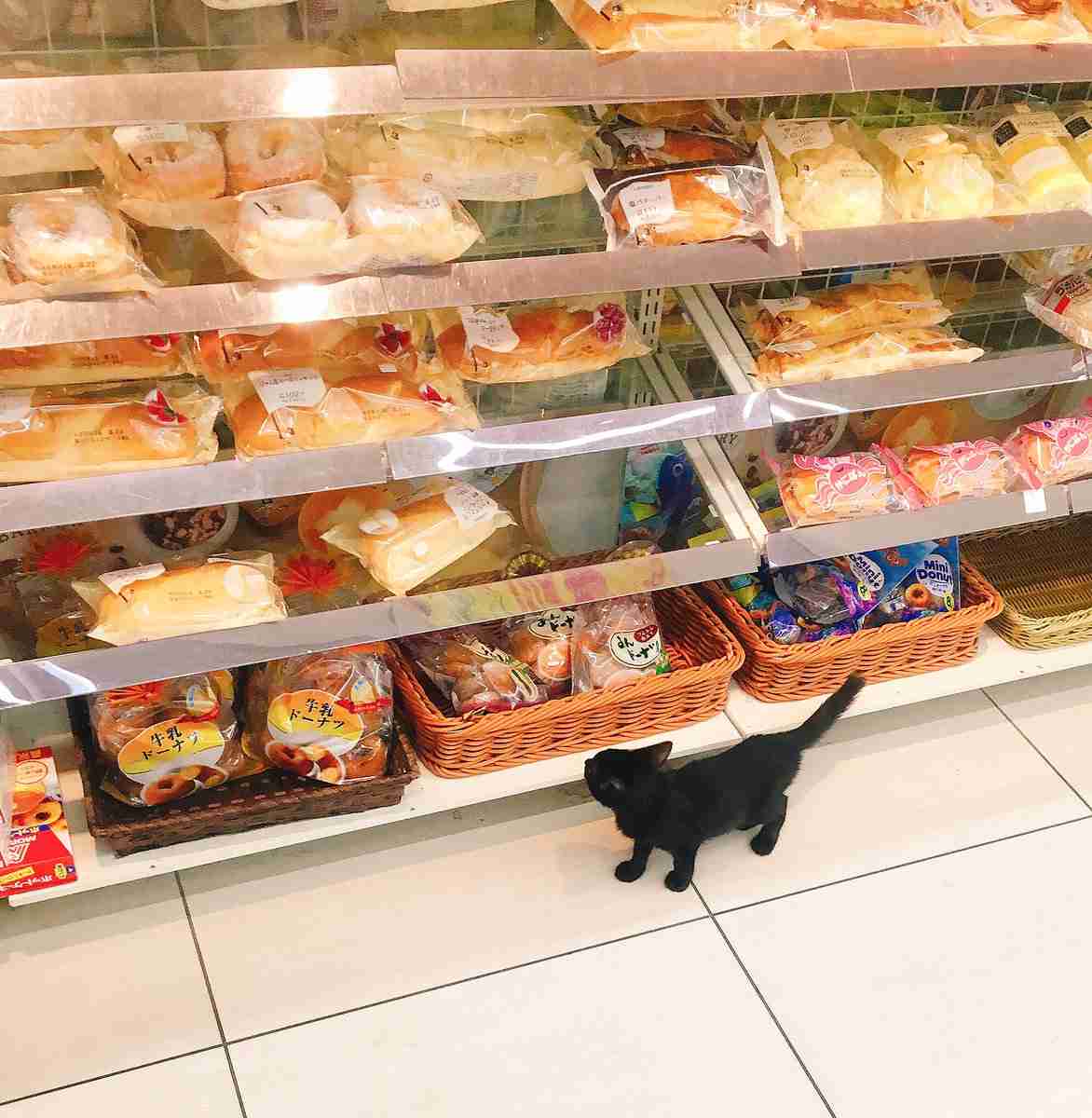 なぜそこに！？と思う猫画像