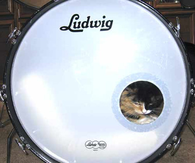 なぜそこに！？と思う猫画像