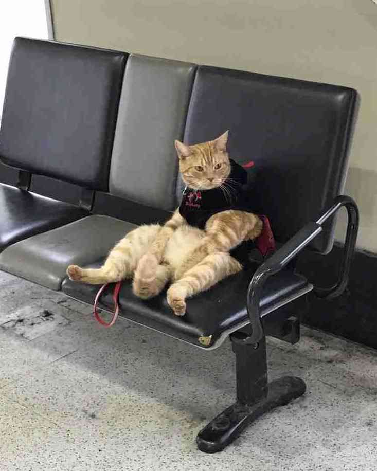 なぜそこに！？と思う猫画像