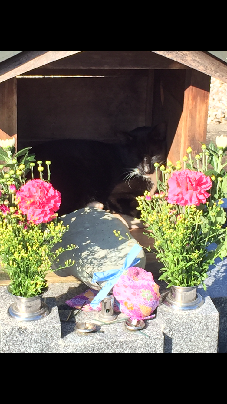 なぜそこに！？と思う猫画像