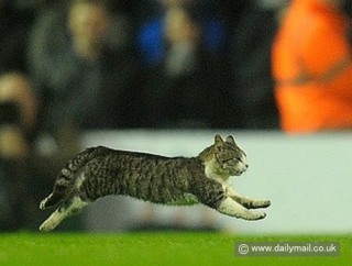 なぜそこに！？と思う猫画像