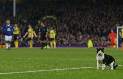 なぜそこに！？と思う猫画像