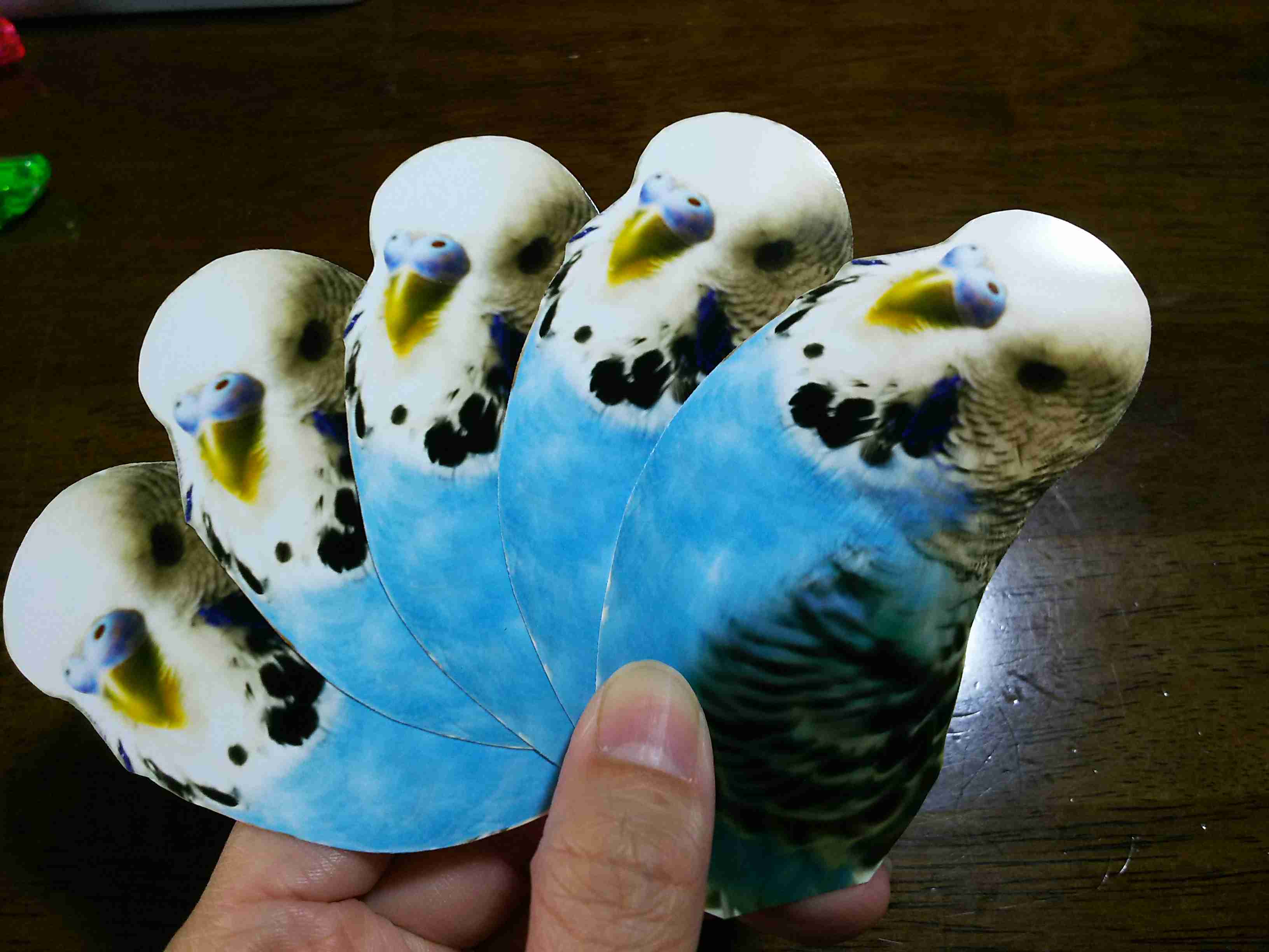 鳥カフェ、オープン！