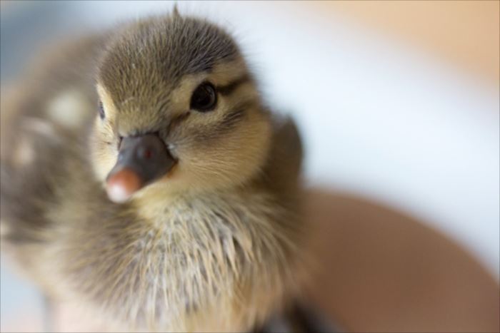 鳥カフェ、オープン！