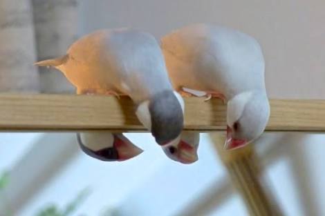 鳥カフェ、オープン！
