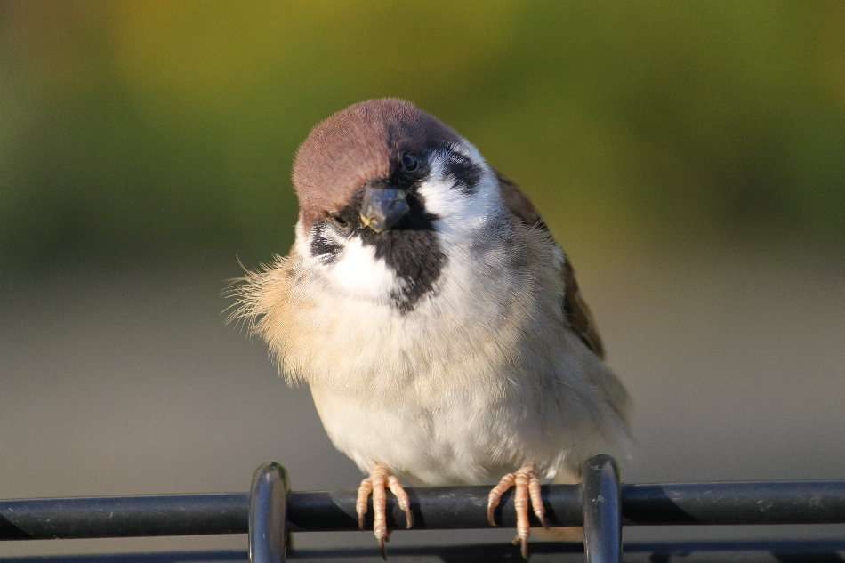 鳥カフェ、オープン！