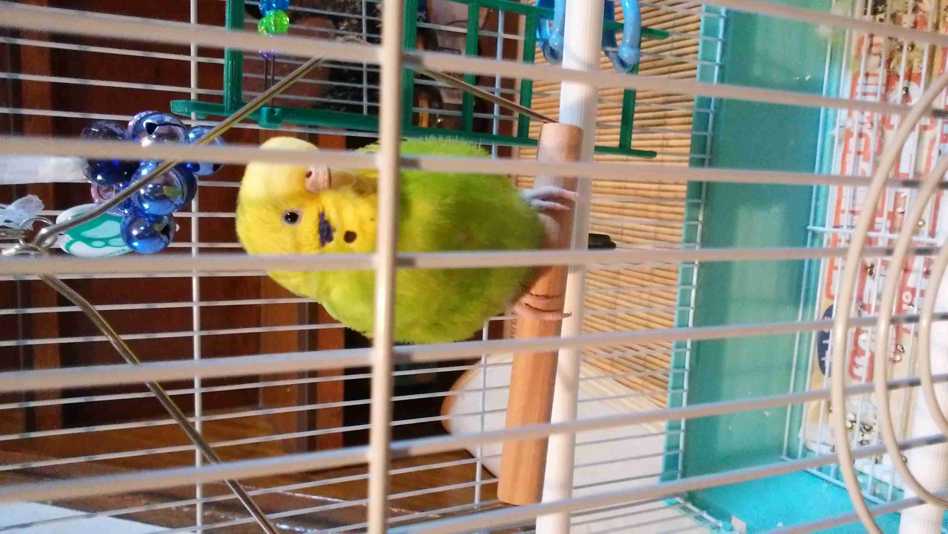 鳥カフェ、オープン！