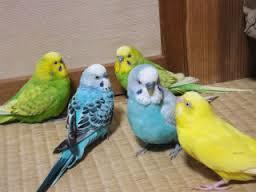 鳥カフェ、オープン！