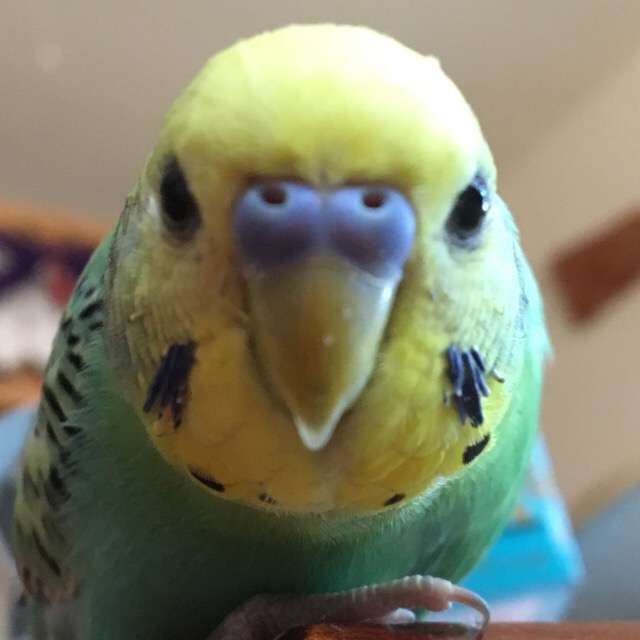 鳥カフェ、オープン！