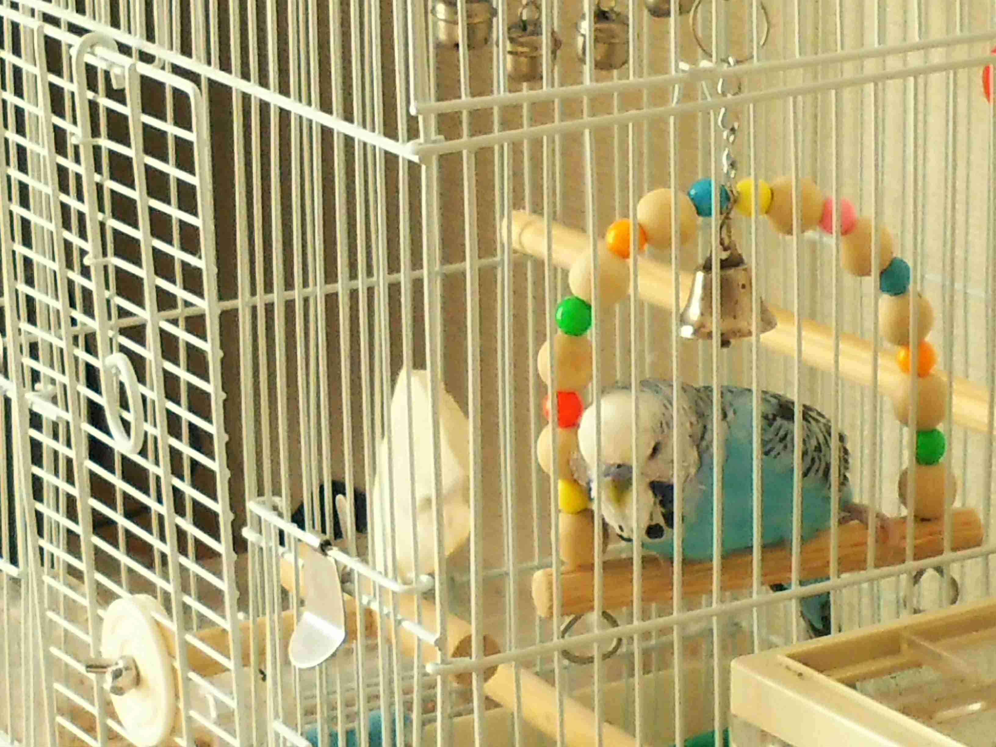 鳥カフェ、オープン！