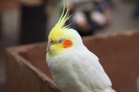 鳥カフェ、オープン！
