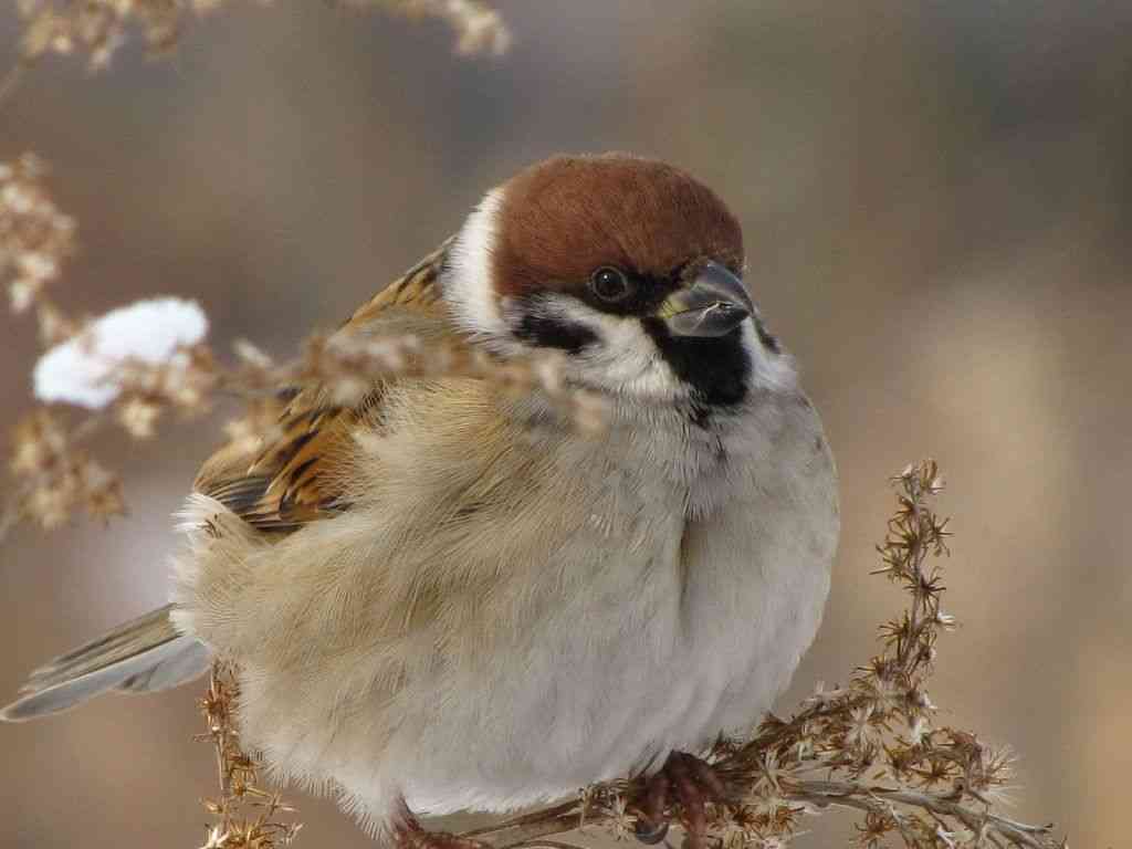 鳥カフェ、オープン！