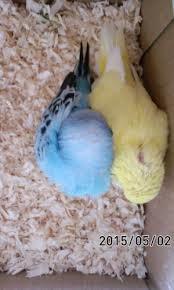 鳥カフェ、オープン！