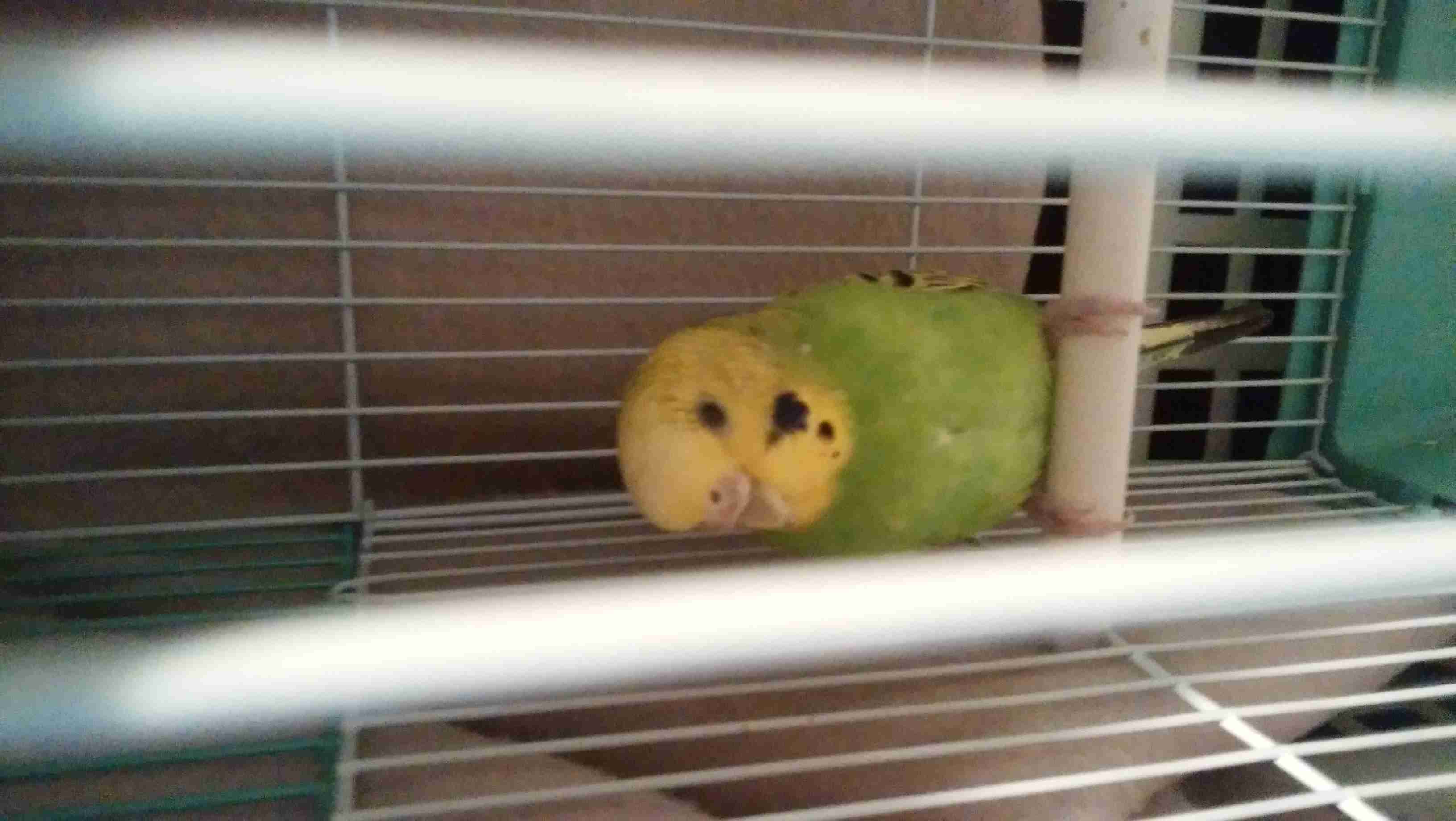 鳥カフェ、オープン！