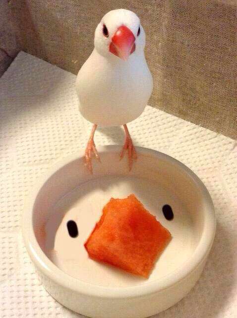 鳥カフェ、オープン！