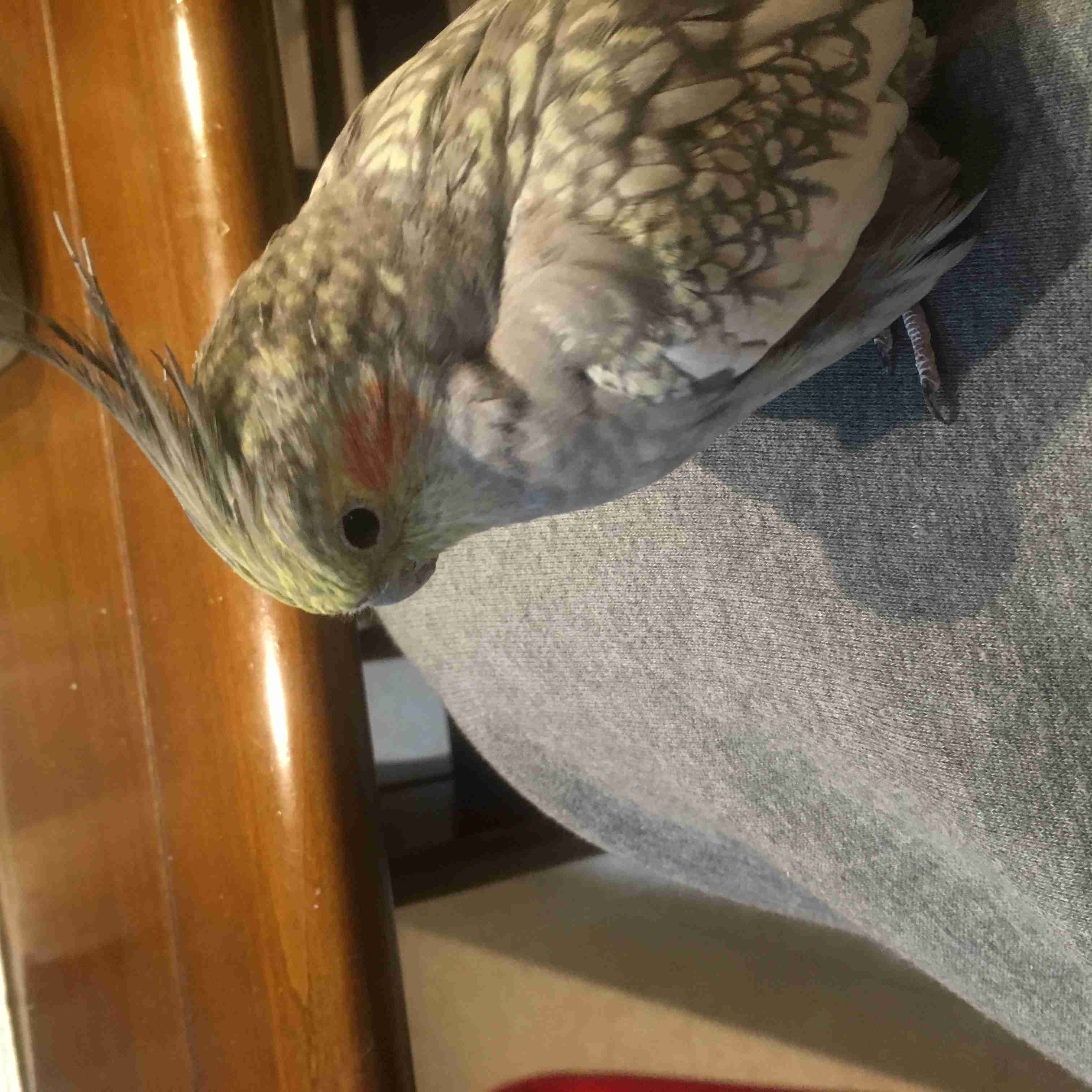 鳥カフェ、オープン！