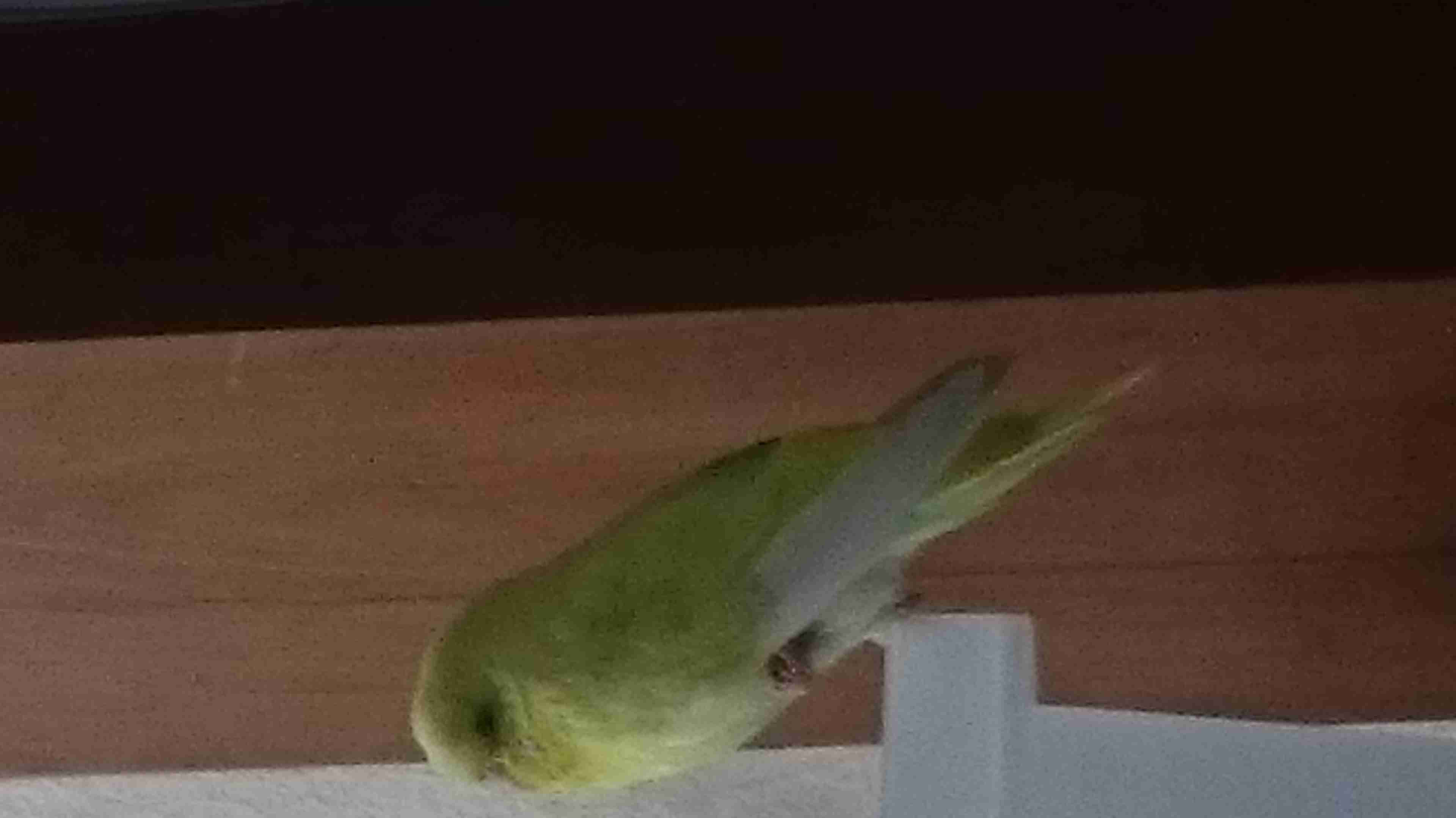 鳥カフェ、オープン！