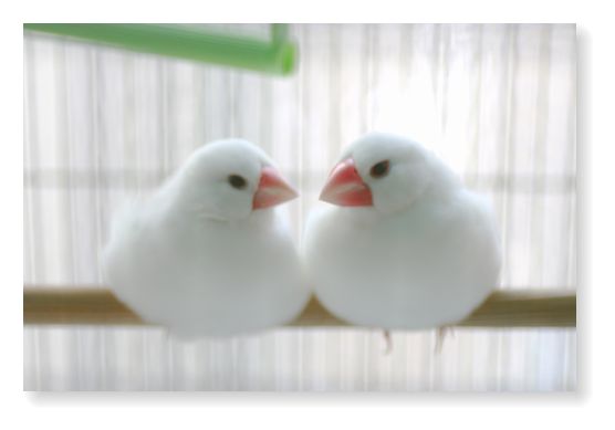 鳥カフェ、オープン！