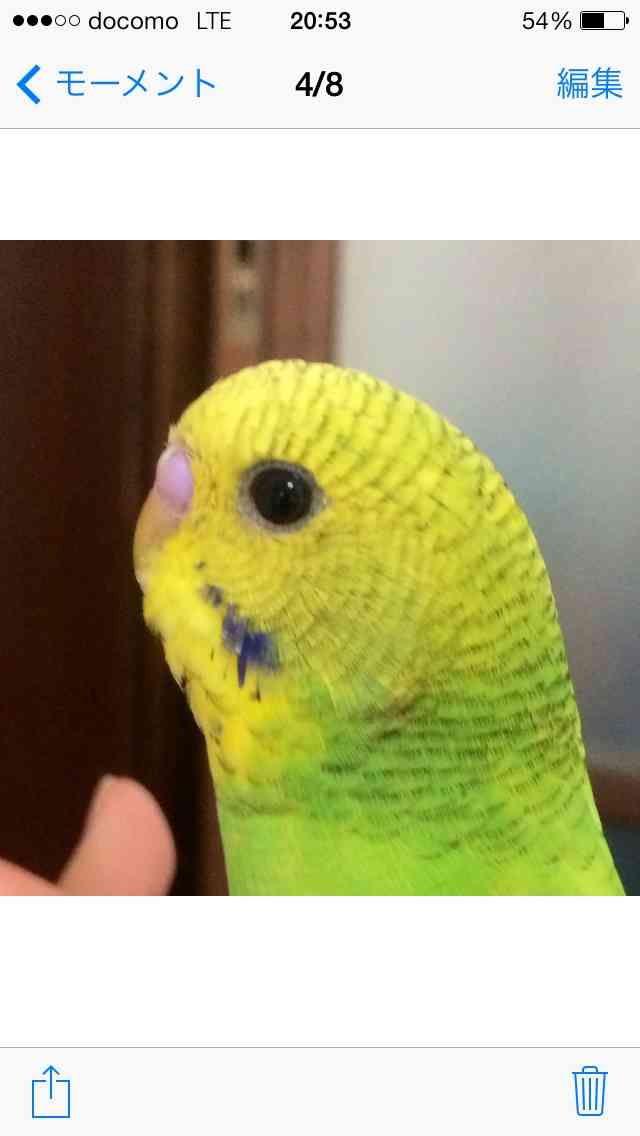 鳥カフェ、オープン！