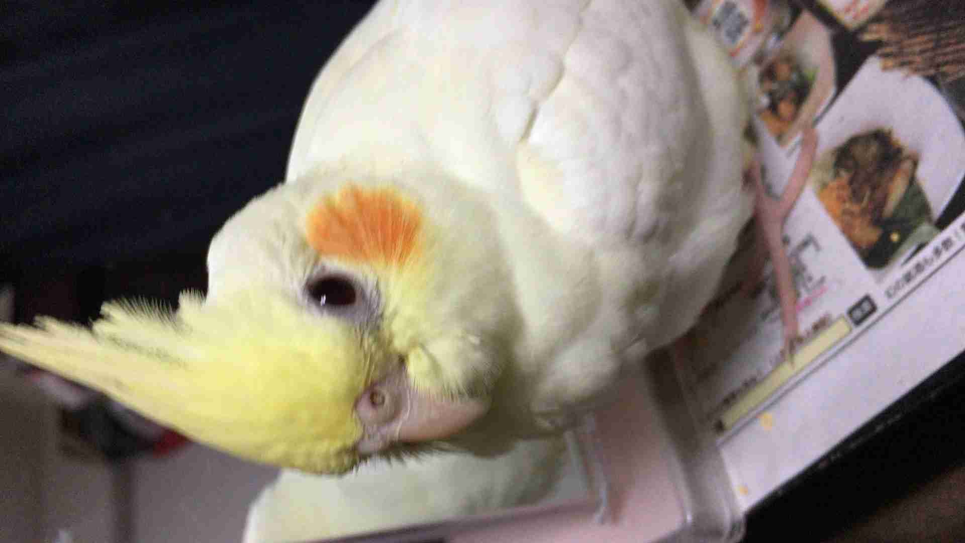 鳥カフェ、オープン！