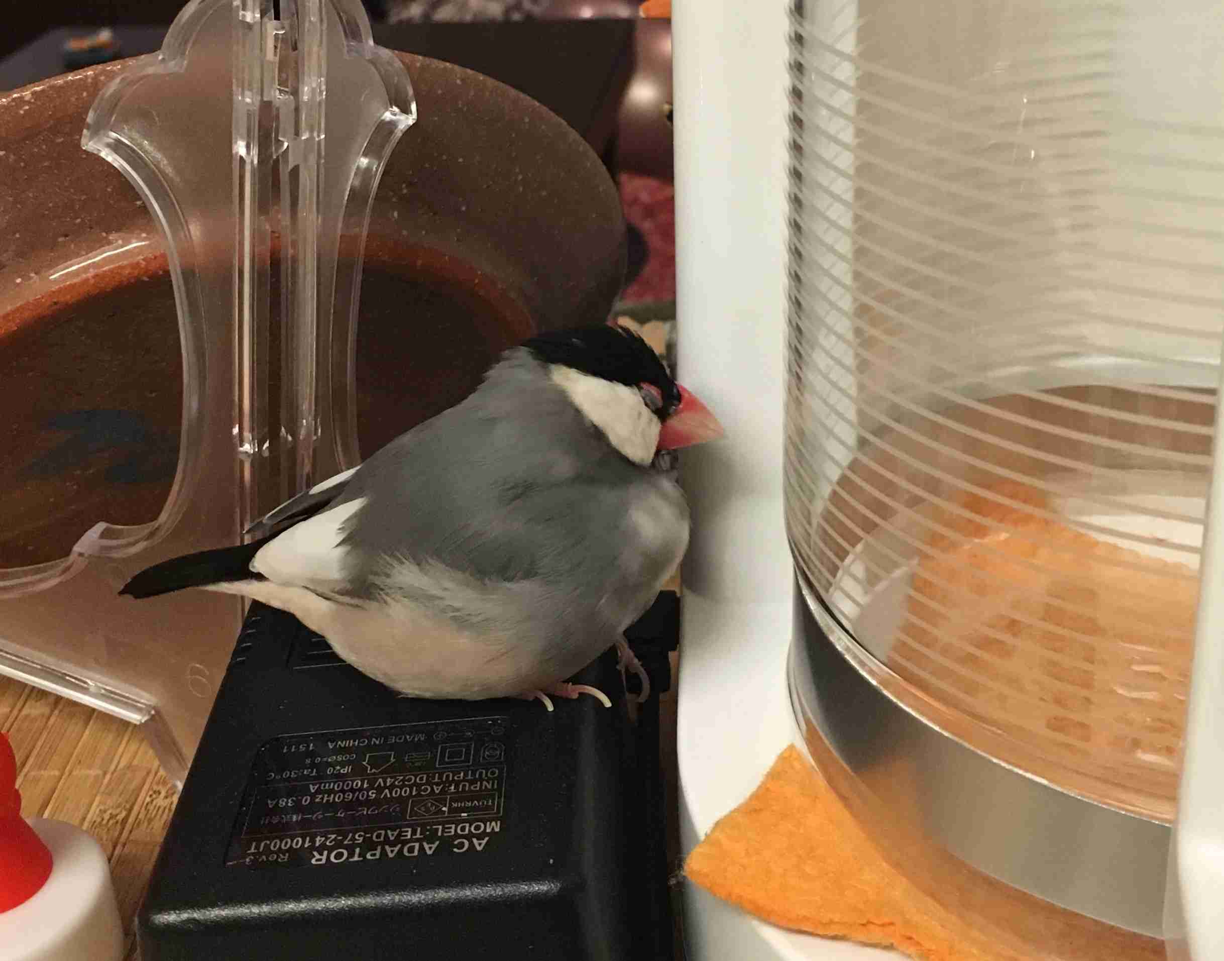 鳥カフェ、オープン！