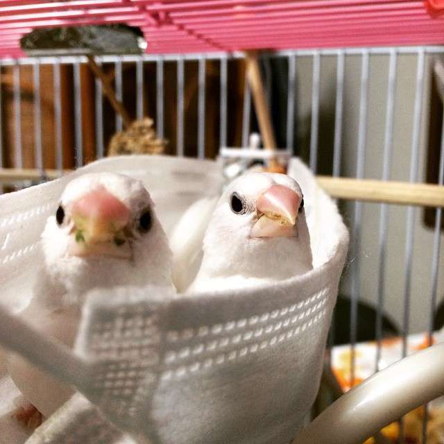 鳥カフェ、オープン！