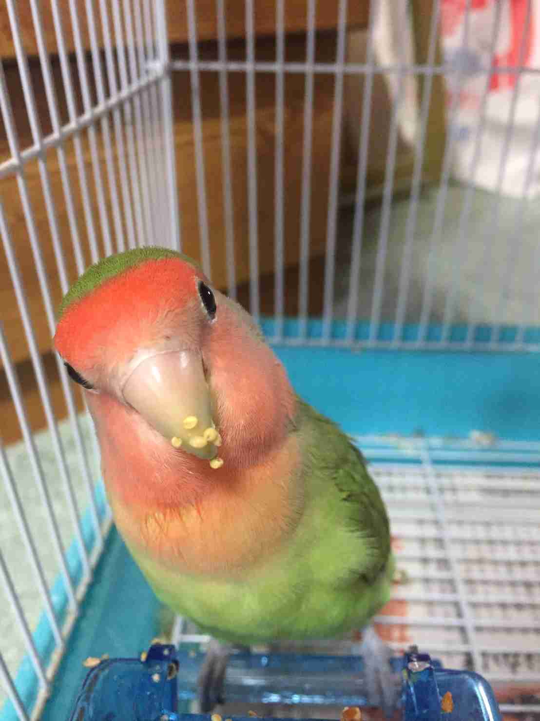 鳥カフェ、オープン！