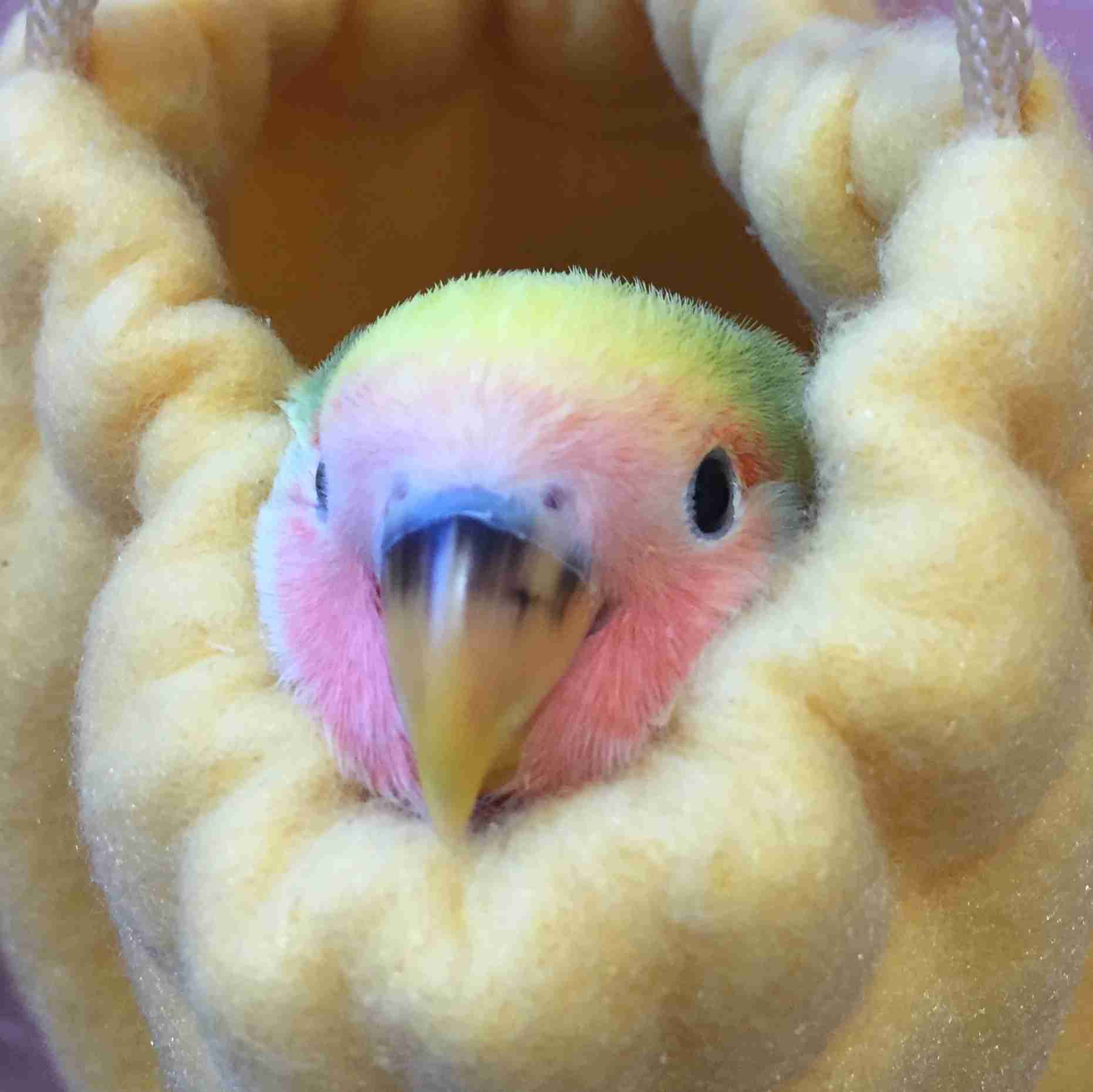 鳥カフェ、オープン！