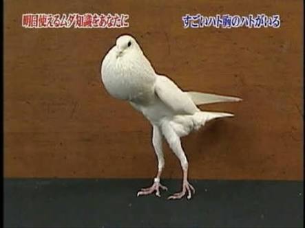 鳥カフェ、オープン！