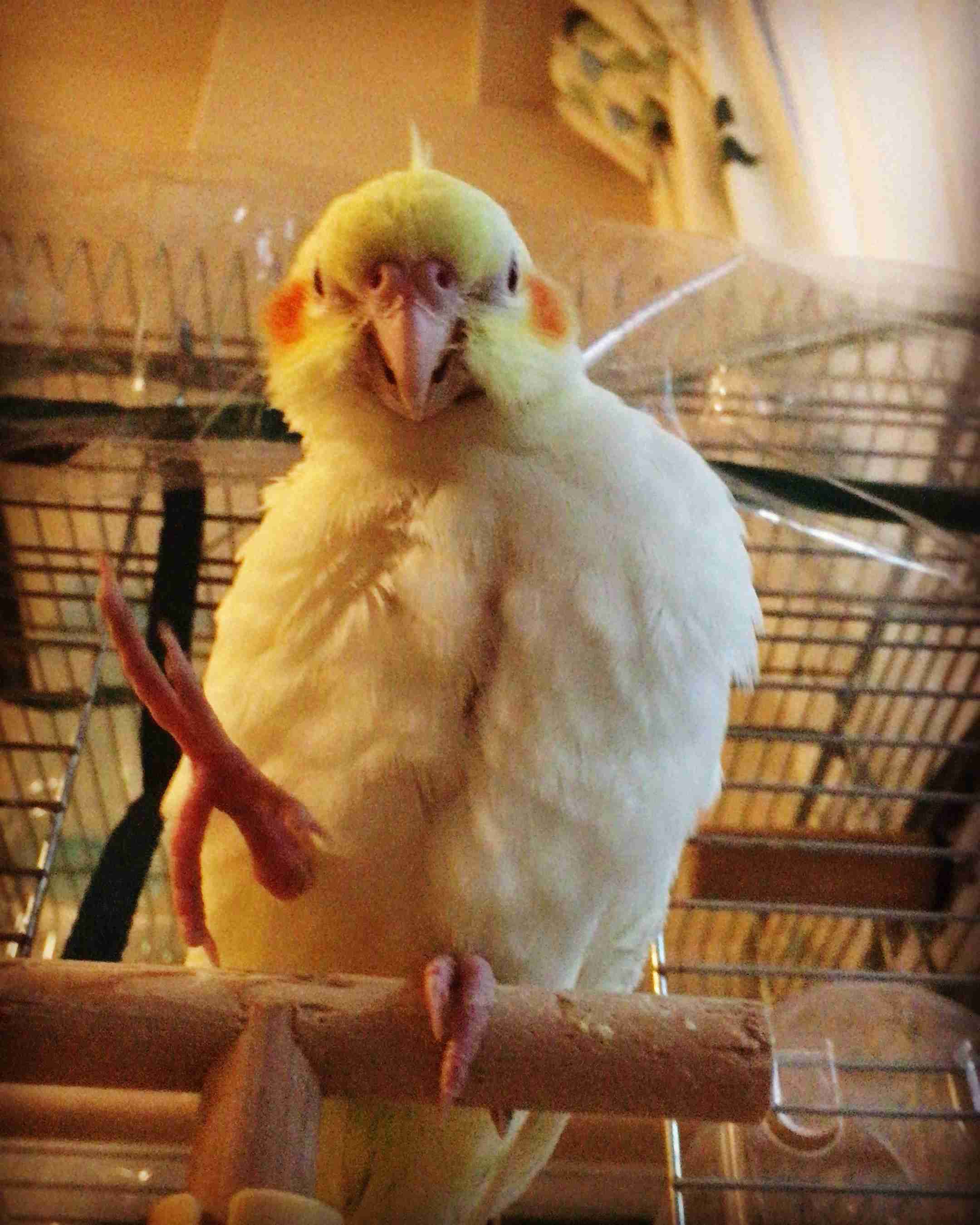 鳥カフェ、オープン！