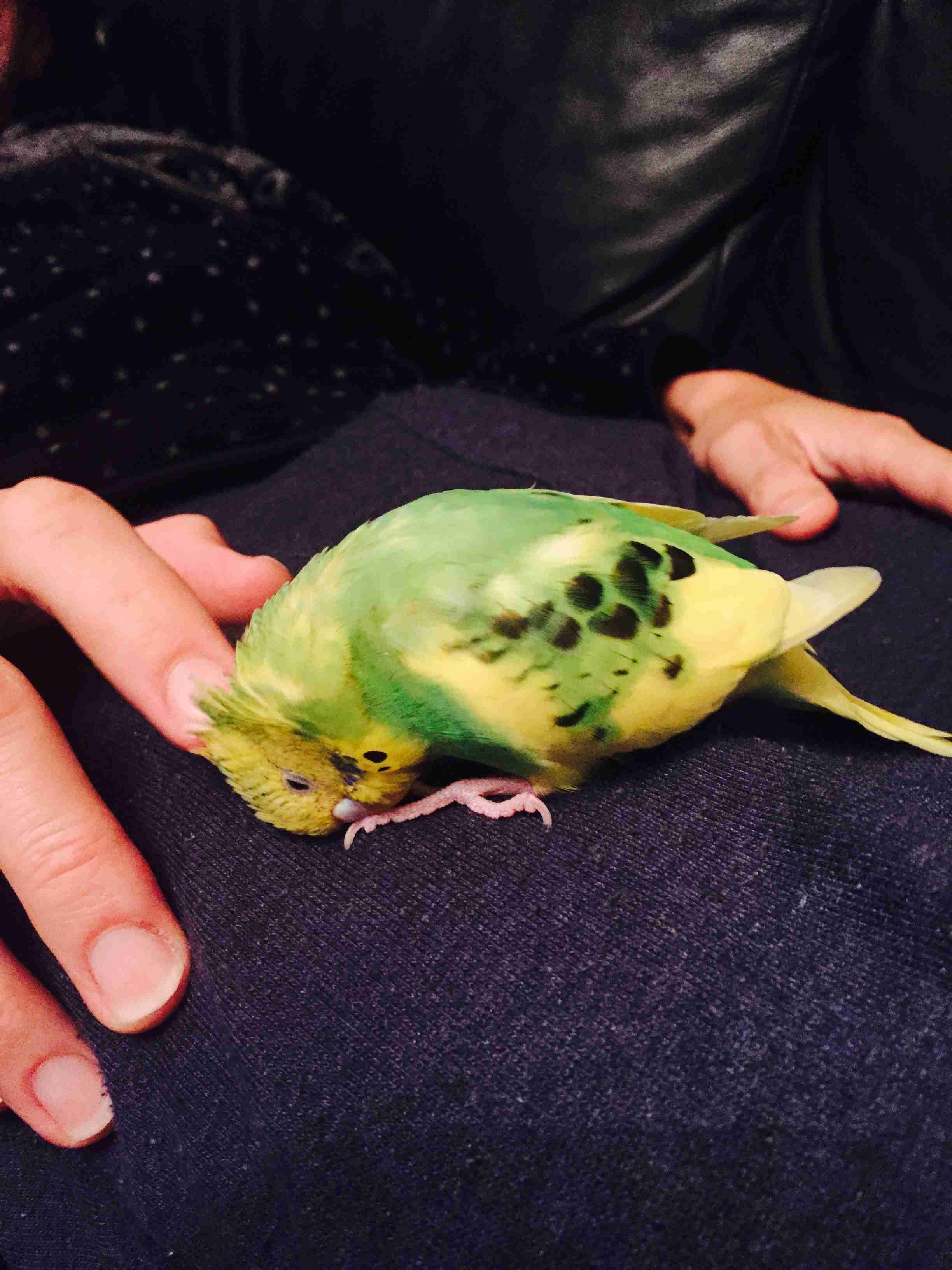 鳥カフェ、オープン！
