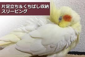 鳥カフェ、オープン！