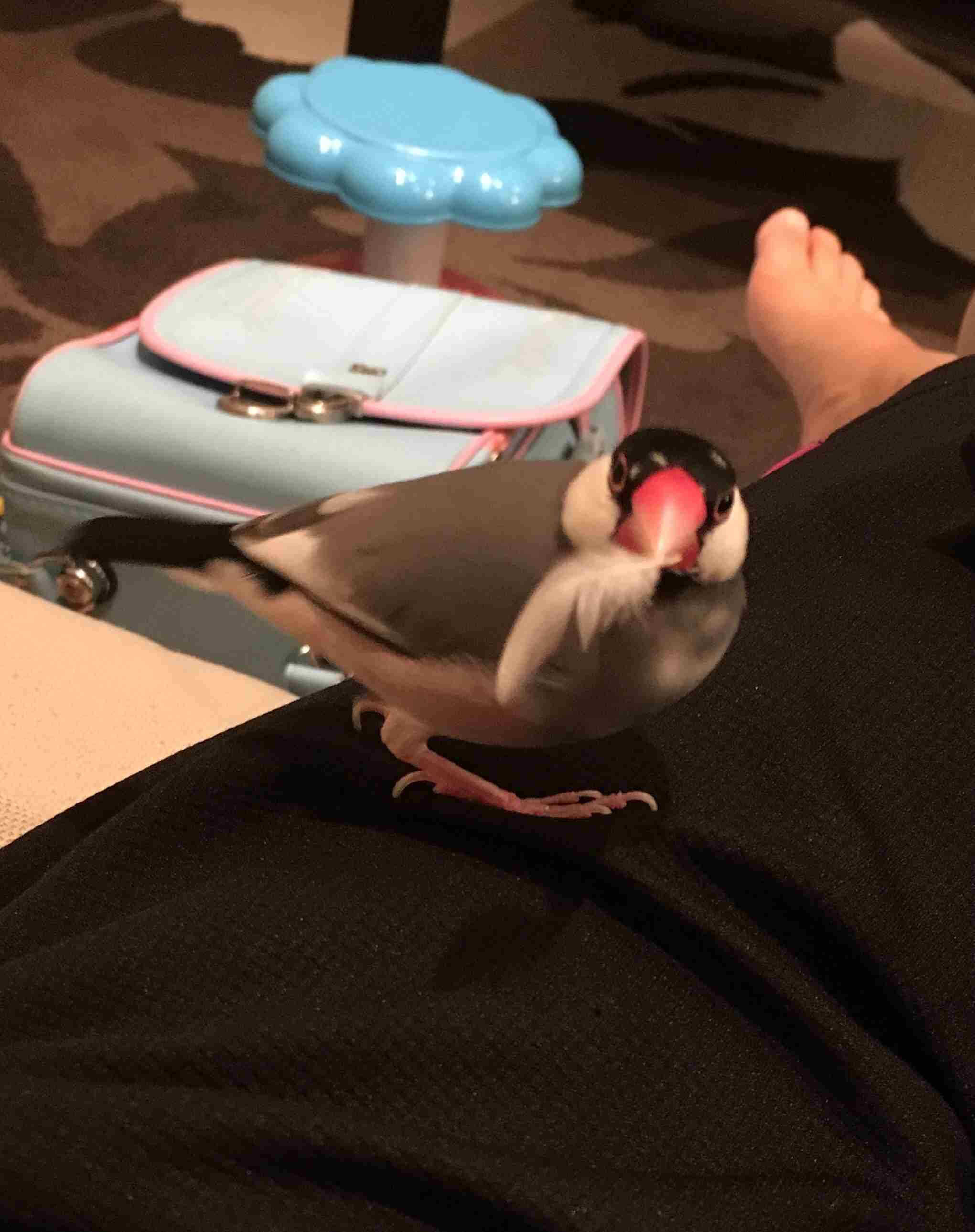 鳥カフェ、オープン！