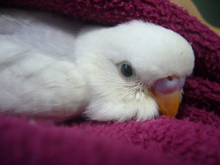 鳥カフェ、オープン！