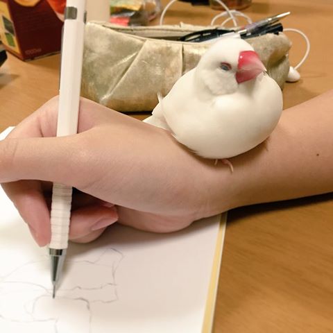 鳥カフェ、オープン！