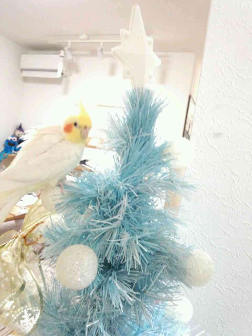 鳥カフェ、オープン！