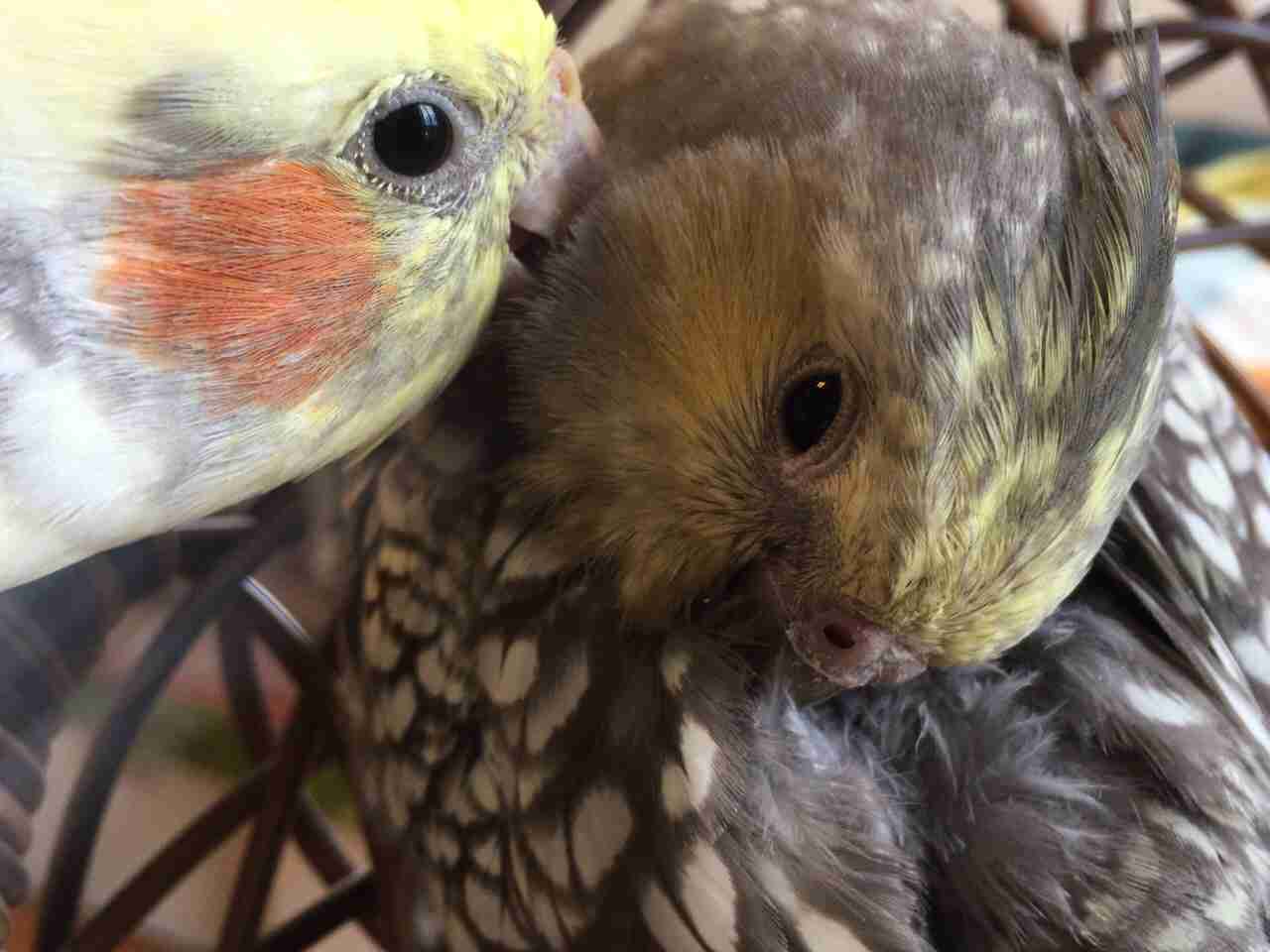 鳥カフェ、オープン！