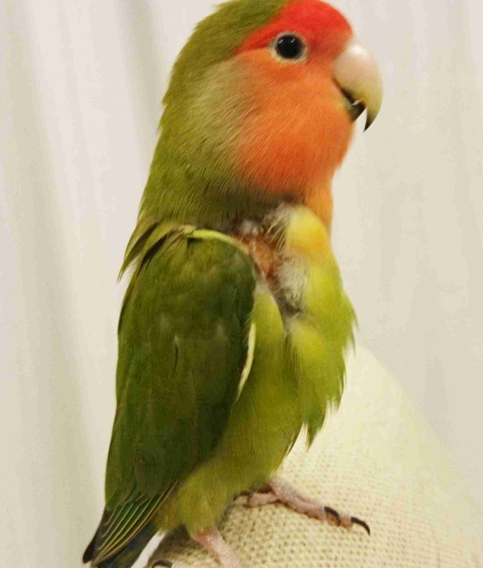 鳥カフェ、オープン！