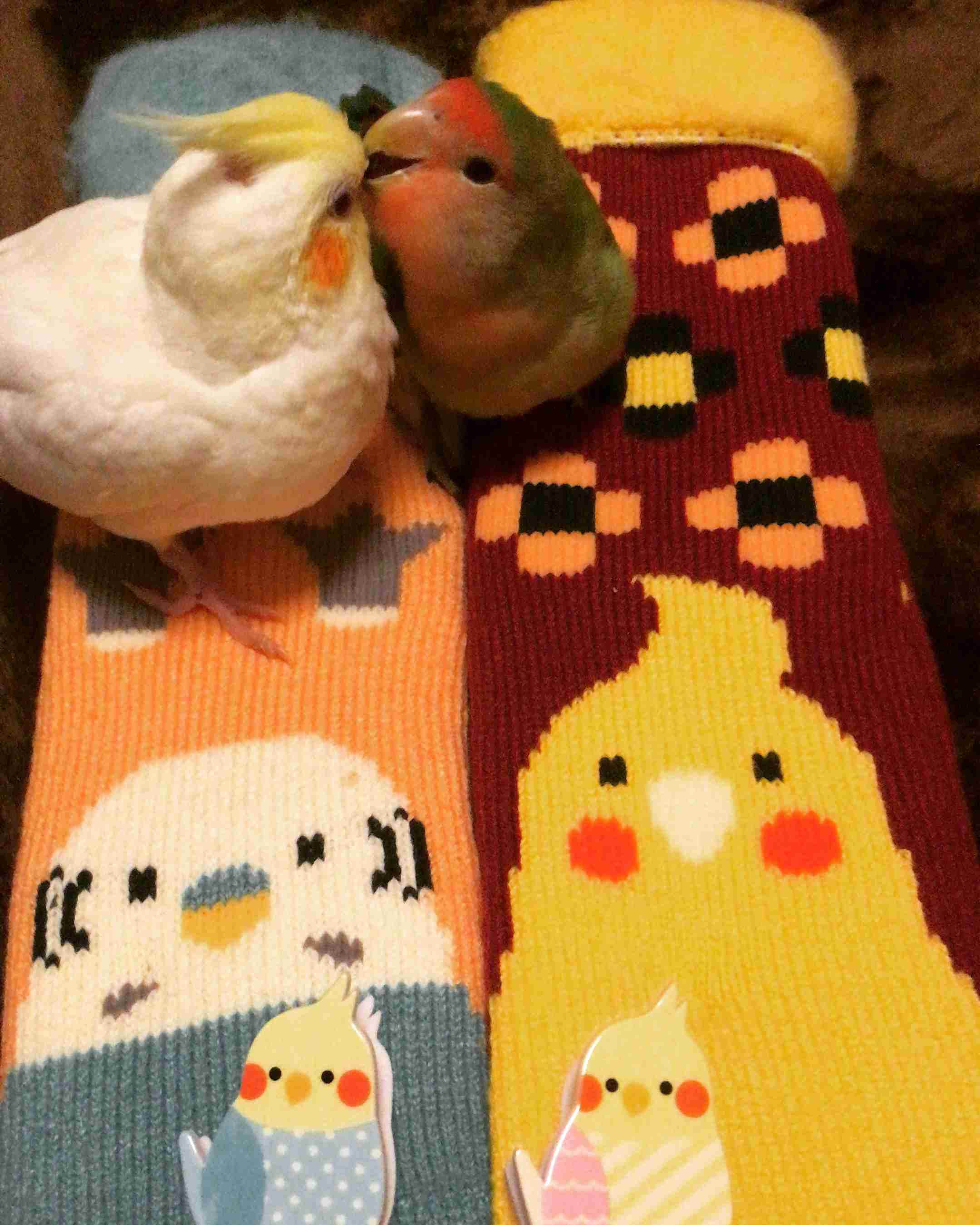 鳥カフェ、オープン！