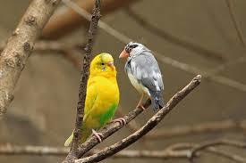 鳥カフェ、オープン！