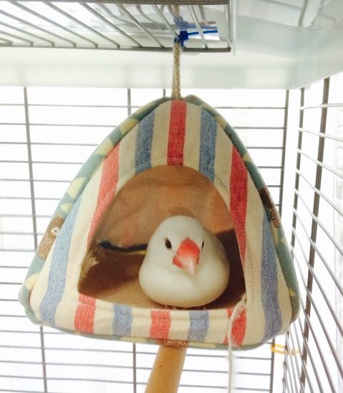 鳥カフェ、オープン！