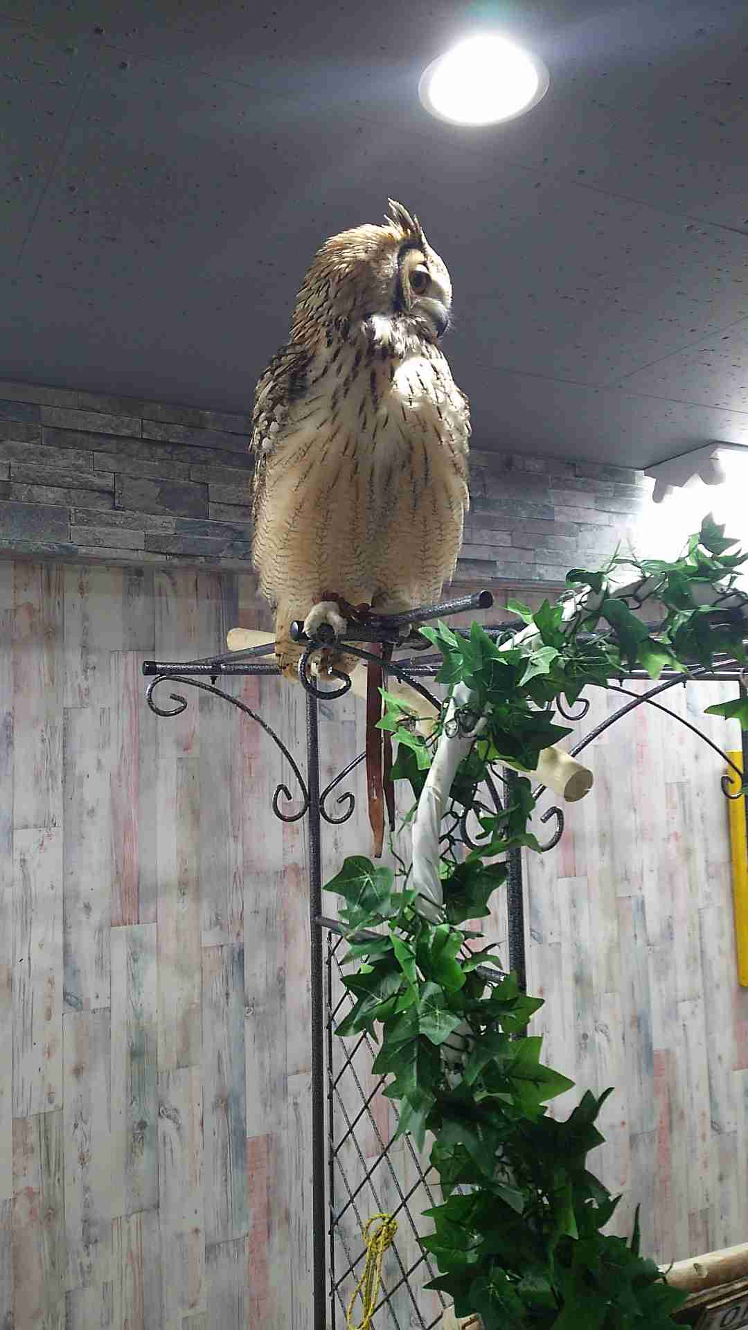 鳥カフェ、オープン！