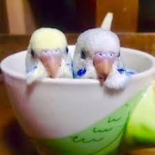 鳥カフェ、オープン！