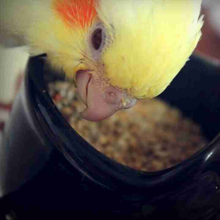 鳥カフェ、オープン！